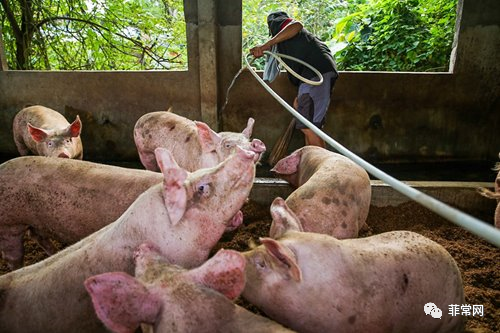 加拿大和美国联合研究小组说，猪可以被冠状病毒感染