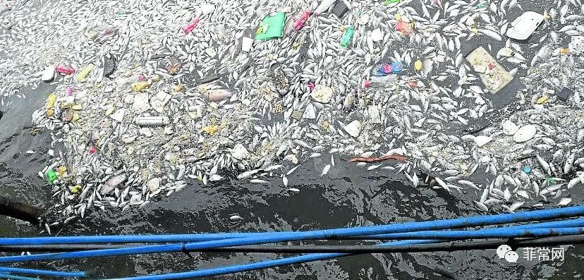 马尼拉市长下令调查敦道Baseco海域出现大量死鱼是否与马尼拉白沙滩填区有关